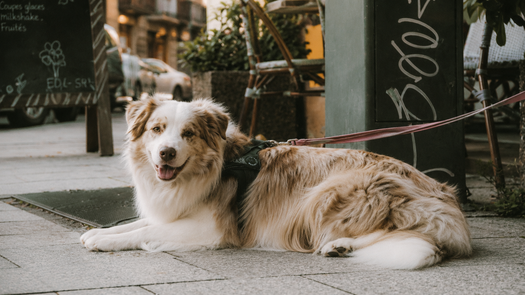 Walks & Comfort