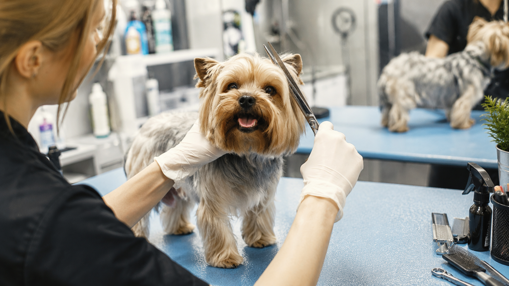 Grooming & Wellness