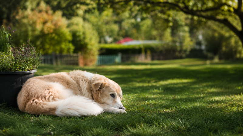 Happy calm dog