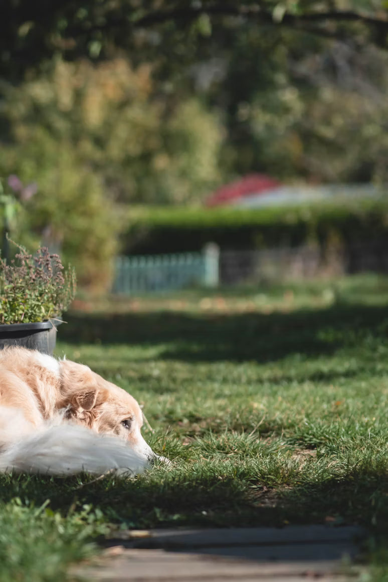 Happy calm dog
